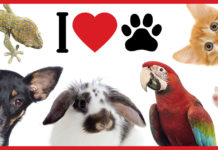 NIFICACION DI MASCOTA