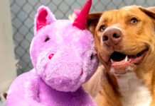 UN COY HUNGA NOBO Y UN COMIENSO NOBO PA SISU