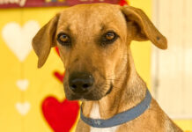 E MIHO DIA DI ANIMAL SHELTER TA ORA UN DI NAN ANIMALITONAN HAYA UN HOGAR NOBO!