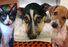 DICON E HENDENAN TA MALTRATA E ANIMALNAN? E SICOLOGIA DI UN CONDUCTA …